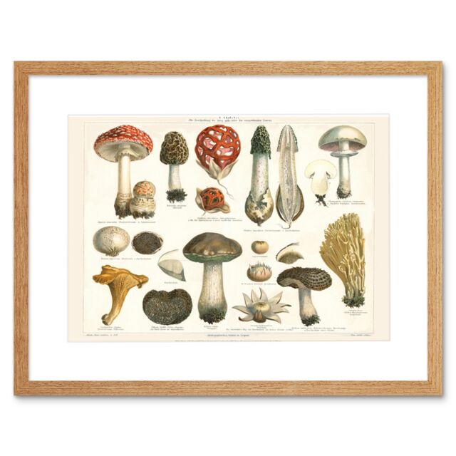 "Artery8 Wall Art Print Meyers Fungus Mushrooms Framed in Beige - Size: W7"" x H9""" - image 1