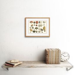 "Artery8 Wall Art Print Meyers Fungus Mushrooms Framed in Beige - Size: W7"" x H9""" - thumbnail 2