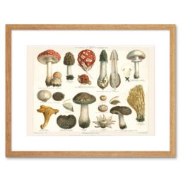 "Artery8 Wall Art Print Meyers Fungus Mushrooms Framed in Beige - Size: W7"" x H9""" - thumbnail 1