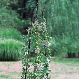 Poppyforge Classic Climbing Column Large BM/RtR - H205.7 cm - Adjustable Diameter in Black - thumbnail 2