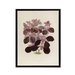 "Artery8 Joyweed Plant Vintage Botanical Artwork Fawcett Framed Canvas Wall Art in Beige - Size: W12"" x H16""" - thumbnail 1