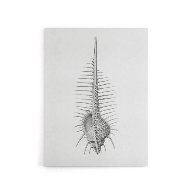 "Artery8 Murex Shell Seashell Drawing Haeckel Botanical Canvas Wall Art in White - Size: W18"" x H24""" - image 1