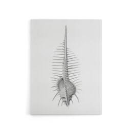 "Artery8 Murex Shell Seashell Drawing Haeckel Botanical Canvas Wall Art in White - Size: W18"" x H24""" - thumbnail 1