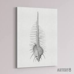 "Artery8 Murex Shell Seashell Drawing Haeckel Botanical Canvas Wall Art in White - Size: W18"" x H24""" - thumbnail 2