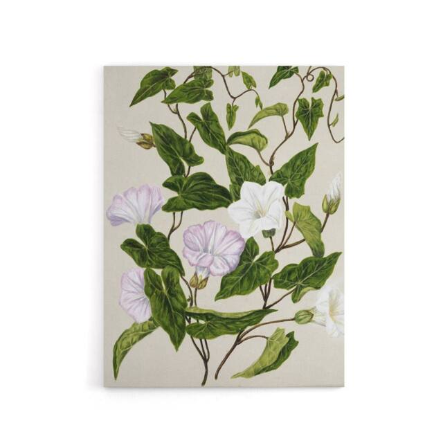 "Artery8 New Zealand Bindweed Wildflowers Featon Canvas Wall Art Print in Beige - Size: W12"" x H16""" - image 1