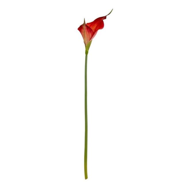 Lemon Pavilion Furniture and Decor Fireball Calla Lily Artificial Flower - Plastic - H70 cm - Red - image 1