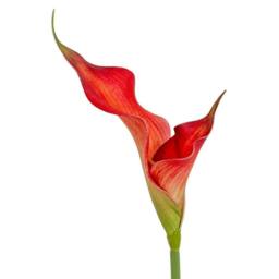 Lemon Pavilion Furniture and Decor Fireball Calla Lily Artificial Flower - Plastic - H70 cm - Red - thumbnail 2