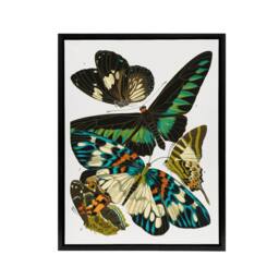 "Artery8 Vintage Butterflies Green Blue Framed Canvas Wall Art Print Eugene Seguy - Size: W12"" x H16""" - thumbnail 1