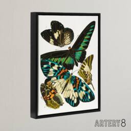 "Artery8 Vintage Butterflies Green Blue Framed Canvas Wall Art Print Eugene Seguy - Size: W12"" x H16""" - thumbnail 2