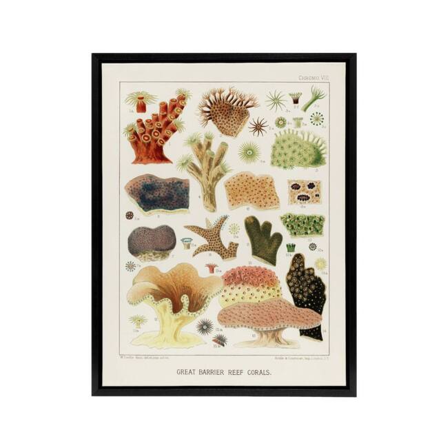 "Artery8 Great Barrier Reef Corals Illustration Kent Framed Canvas Wall Art in White - Size: W12"" x H16""" - image 1