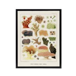 "Artery8 Great Barrier Reef Corals Illustration Kent Framed Canvas Wall Art in White - Size: W12"" x H16""" - thumbnail 1