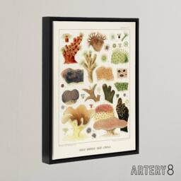 "Artery8 Great Barrier Reef Corals Illustration Kent Framed Canvas Wall Art in White - Size: W12"" x H16""" - thumbnail 2