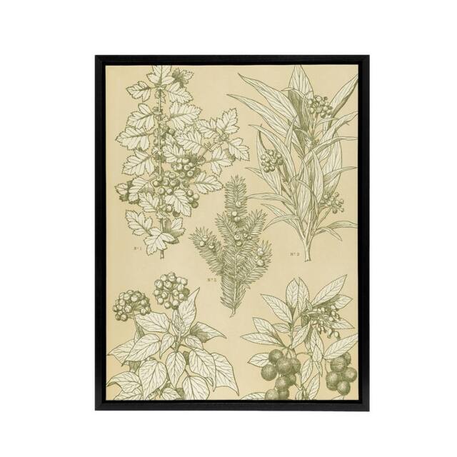 "Artery8 Leaves From Nature No 7 Botanical Jones Vintage Framed Canvas Wall Art in Beige - Size: W12"" x H16""" - image 1
