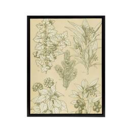 "Artery8 Leaves From Nature No 7 Botanical Jones Vintage Framed Canvas Wall Art in Beige - Size: W12"" x H16""" - thumbnail 1