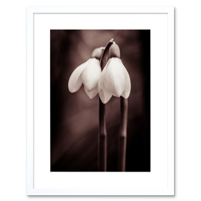 "Artery8 Wall Art Print Two Snowdrops Photograph Art Framed 9x7 inch in White - Size: W7"" x H9""" - image 1