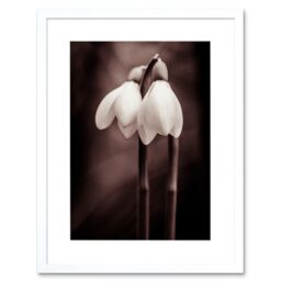 "Artery8 Wall Art Print Two Snowdrops Photograph Art Framed 9x7 inch in White - Size: W7"" x H9""" - thumbnail 1