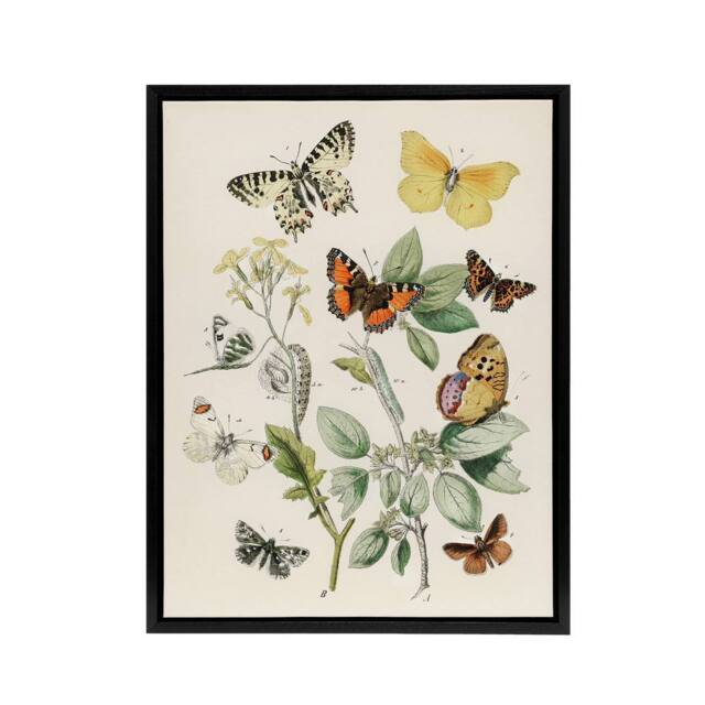 "Artery8 Butterflies Moths Caterpillars Kirby Black Framed Canvas Wall Art in White - Size: W12"" x H16""" - image 1