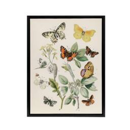 "Artery8 Butterflies Moths Caterpillars Kirby Black Framed Canvas Wall Art in White - Size: W12"" x H16""" - thumbnail 1