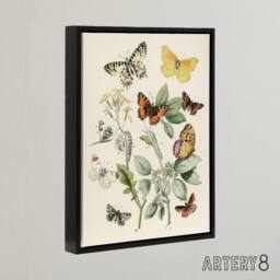"Artery8 Butterflies Moths Caterpillars Kirby Black Framed Canvas Wall Art in White - Size: W12"" x H16""" - thumbnail 2