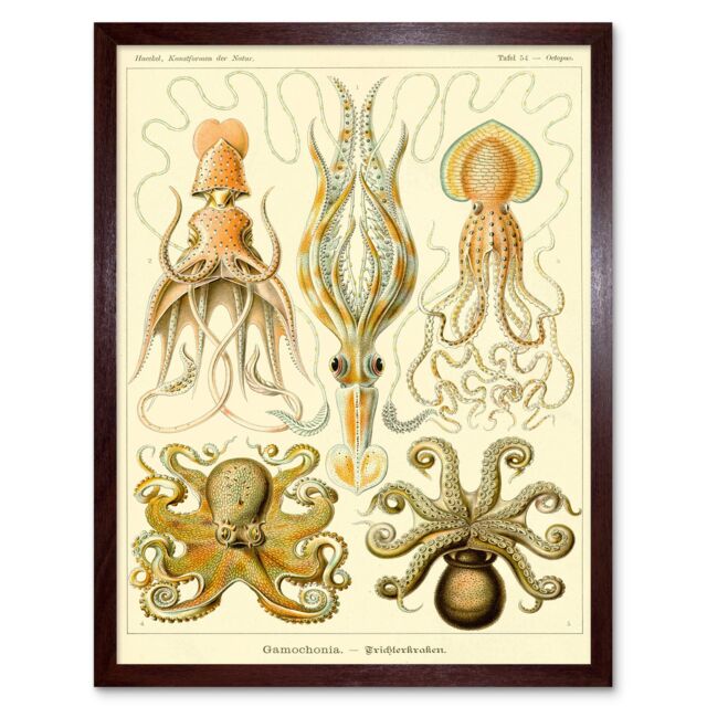 "Artery8 Wall Art Print Ernst Haeckel Octopus Squid Gamochonia Biology Sea Animal Nature Germany Vintage Art Framed in Brown - Size: W12"" x H16""" - image 1