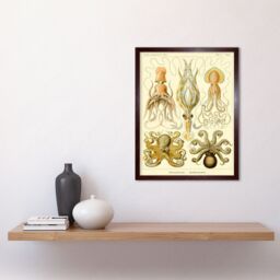 "Artery8 Wall Art Print Ernst Haeckel Octopus Squid Gamochonia Biology Sea Animal Nature Germany Vintage Art Framed in Brown - Size: W12"" x H16""" - thumbnail 2