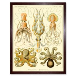 "Artery8 Wall Art Print Ernst Haeckel Octopus Squid Gamochonia Biology Sea Animal Nature Germany Vintage Art Framed in Brown - Size: W12"" x H16""" - thumbnail 1