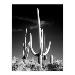 Artery8 Carol M Highsmith Saguaro Cactus Black White Photograph Framed Art in Grey - Size: A4 - thumbnail 3