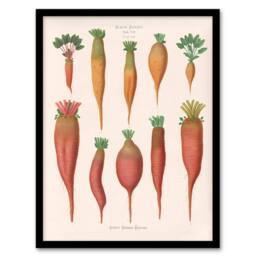 Artery8 Ernst Benary Mangold Wurzels Field Beet Varieties Framed Art Print in White - Size: A4 - thumbnail 1