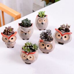 simpa 6PC Comic Owl Ceramic Plant Pots with Bamboo Base - thumbnail 3