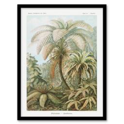 Artery8 Tropical Nature Filicinae Fern Plants Haeckel Framed Wall Art Print in Green - Size: A4 - thumbnail 1