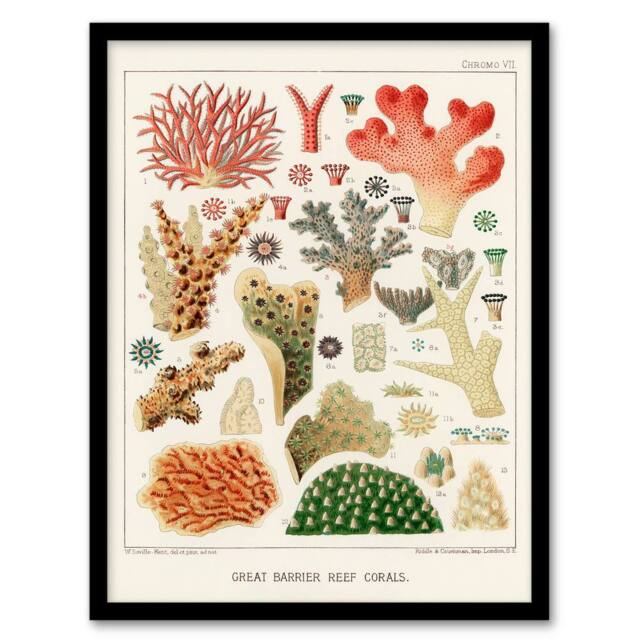Artery8 William S Kent Framed Wall Art Great Barrier Reef of Australia Corals in White - Size: A4 - image 1