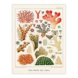 Artery8 William S Kent Framed Wall Art Great Barrier Reef of Australia Corals in White - Size: A4 - thumbnail 3