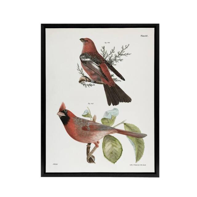 "Artery8 James De Kay Pine Bulfinch & Cardinal Grosbeak Framed Canvas Art in White - Size: W12"" x H16""" - image 1