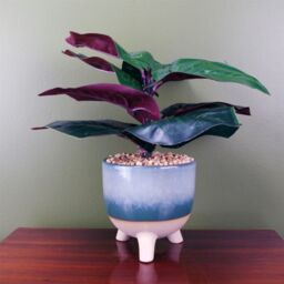 Leaf Large Artificial Ficus Plant with Teal Blue Green Ceramic Planter Botanik