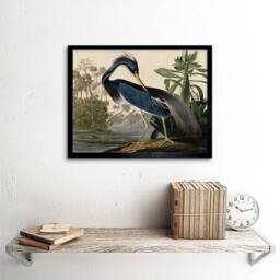 "Wee Blue Coo Audubon Birds Louisiana Heron Painting 12x16"" Framed Wall Art Print in Blue - Size: W12"" x H16""" - thumbnail 2