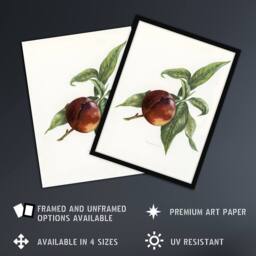 "Artery8 Vintage Artwork of Pine Apple Nectarine Wright Wall Art Poster Print in White - Size: W18"" x H24""" - thumbnail 2