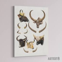 "Artery8 Bovine Animal Horns Vintage Illustration Lydekker Canvas Wall Art in White - Size: W18"" x H24""" - thumbnail 2