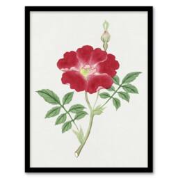 Artery8 Red Flower Vintage Framed Wall Art Print Japanese Botanical - Size: A4 - thumbnail 1