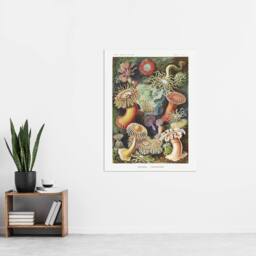 "Artery8 Sea Anemone Marine Landscape Haeckel Botanical Wall Art Print Poster - Size: W24"" x H32""" - thumbnail 4