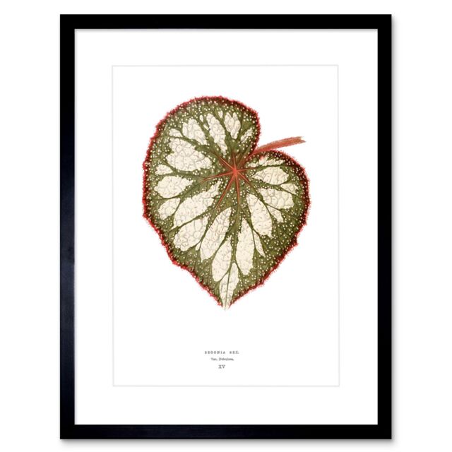 "Artery8 Wall Art Print Leaf Begonia Rex Nebulosa Art Framed 9x7 inch in Black - Size: W7"" x H9""" - image 1