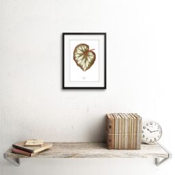 "Artery8 Wall Art Print Leaf Begonia Rex Nebulosa Art Framed 9x7 inch in Black - Size: W7"" x H9""" - thumbnail 2