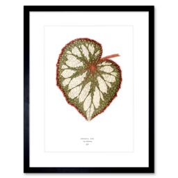 "Artery8 Wall Art Print Leaf Begonia Rex Nebulosa Art Framed 9x7 inch in Black - Size: W7"" x H9""" - thumbnail 1
