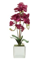 Orsina Fiori Aubergine Orchid Plant, Vivid Purple Orchid Blooms in Silver - thumbnail 3