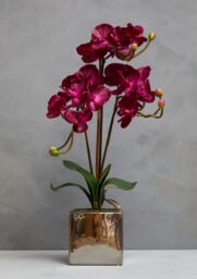 Orsina Fiori Aubergine Orchid Plant, Vivid Purple Orchid Blooms in Silver - thumbnail 6