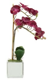 Orsina Fiori Aubergine Orchid Plant, Vivid Purple Orchid Blooms in Silver - thumbnail 2