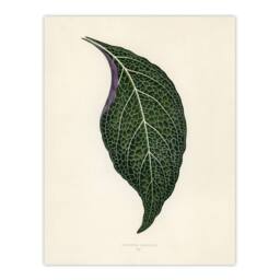 Artery8 Vintage Botanical Nerve Plant Leaf Fawcett Framed Wall Art Print in Beige - Size: A4 - thumbnail 3