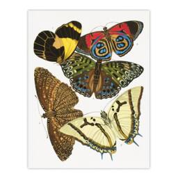"Artery8 Butterflies Papillons Vintage Wall Art Print Eugene Seguy - Size: W12"" x H16""" - thumbnail 1