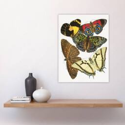 "Artery8 Butterflies Papillons Vintage Wall Art Print Eugene Seguy - Size: W12"" x H16""" - thumbnail 4