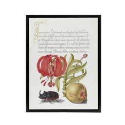 "Artery8 Turks Cap Lily Fig & Beetle Calligraphy Framed Canvas Wall Art Print in White - Size: W12"" x H16""" - thumbnail 1