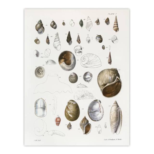 "Artery8 James De Kay Seashell Variety Illustration Wall Art Print in White - Size: W12"" x H16""" - image 1